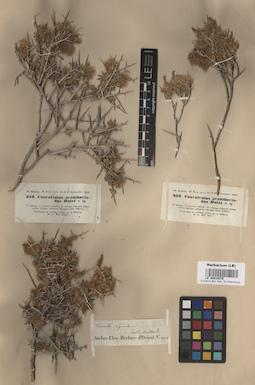 LE 00016276