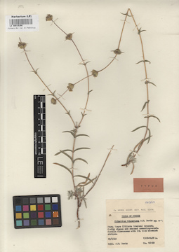 LE 00016290