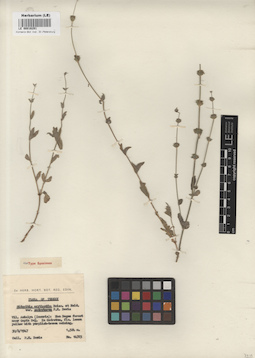 LE 00016291