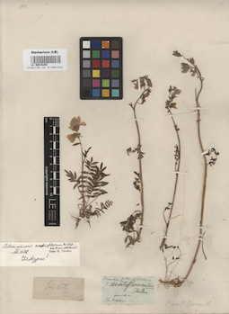 LE 00016293