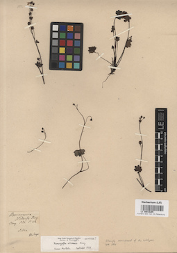 LE 00016295