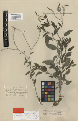 LE 00016302