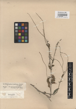 LE 00016306