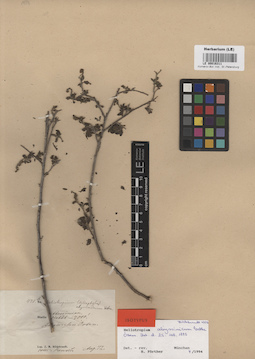 LE 00016311