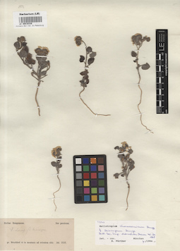 LE 00016338