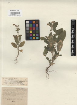 LE 00016362