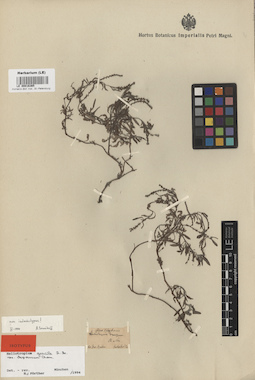 LE 00016365