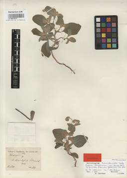 LE 00016373