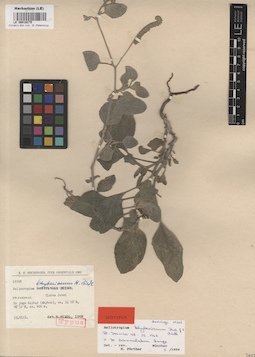 LE 00016375