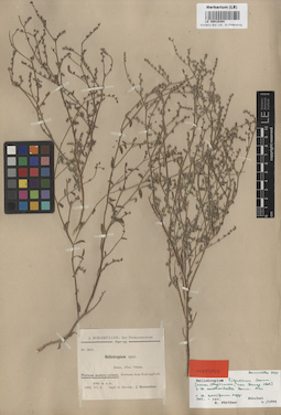 LE 00016384