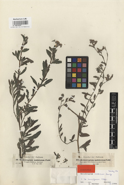 LE 00016397