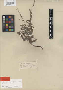 LE 00016405