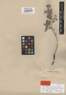 LE 00016410