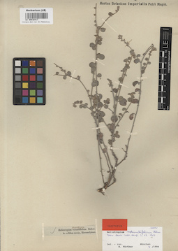 LE 00016417