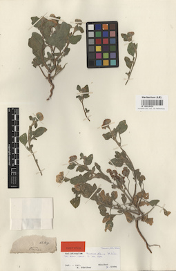 LE 00016424