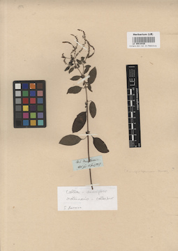 LE 00016426