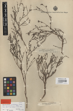 LE 00016431