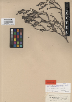 LE 00016433