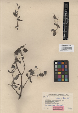 LE 00016442