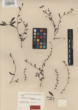 LE 00016444