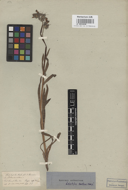 LE 00016446