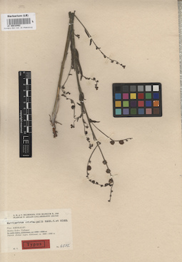 LE 00016462