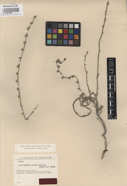 LE 00016465