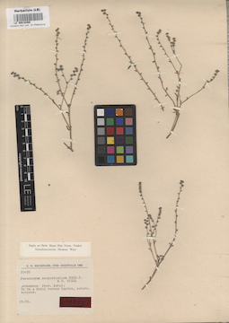 LE 00016466