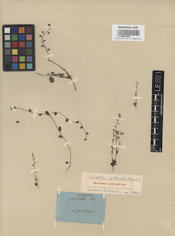 LE 00016488