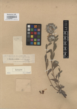 LE 00016520