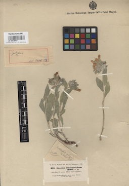 LE 00016527