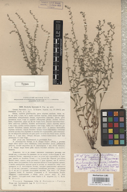 LE 00016531