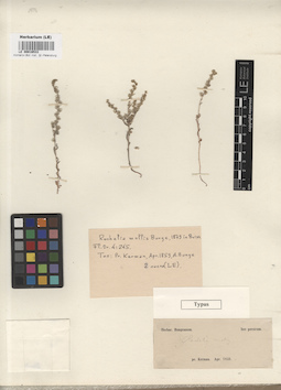 LE 00016533