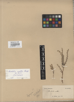 LE 00016534