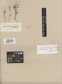 LE 00016535