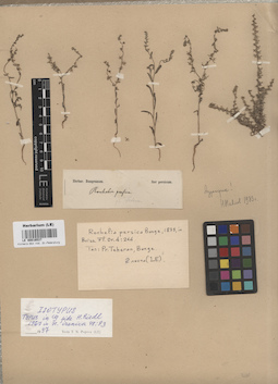 LE 00016537