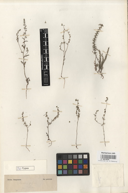 LE 00016538