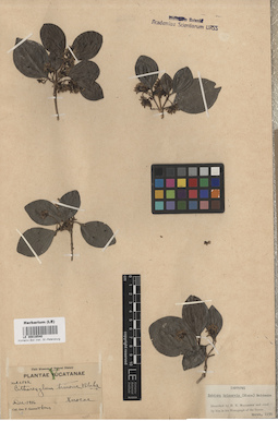 LE 00016540