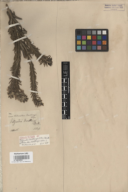 LE 00016542