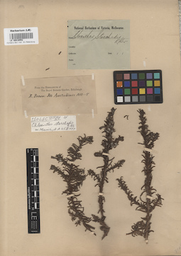 LE 00016552