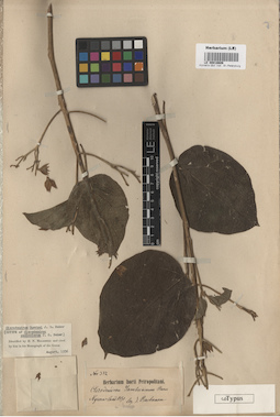LE 00016606