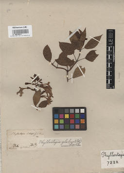 LE 00016613