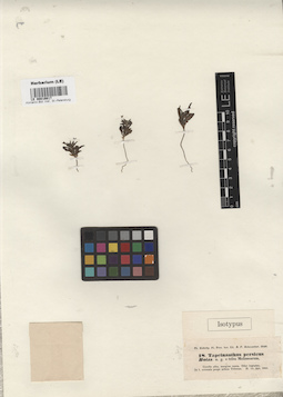 LE 00016617