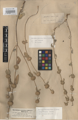 LE 00016618