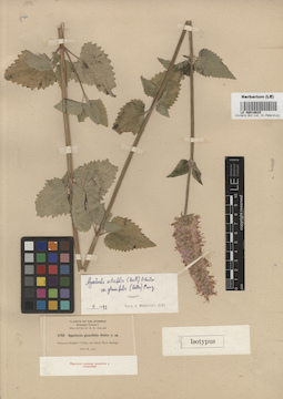 LE 00016625