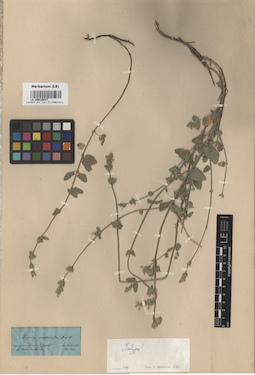 LE 00016647