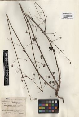LE 00016650