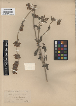 LE 00016654