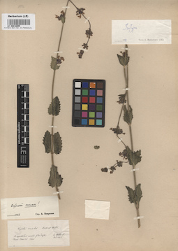 LE 00016655