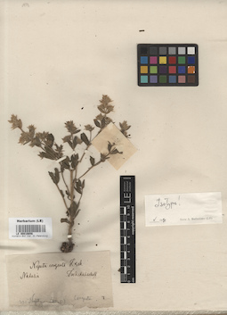 LE 00016656
